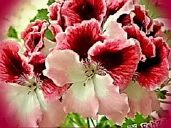 happy appleblossom rosebud 